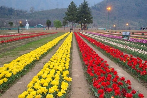 Tulip Festival - Srinagar